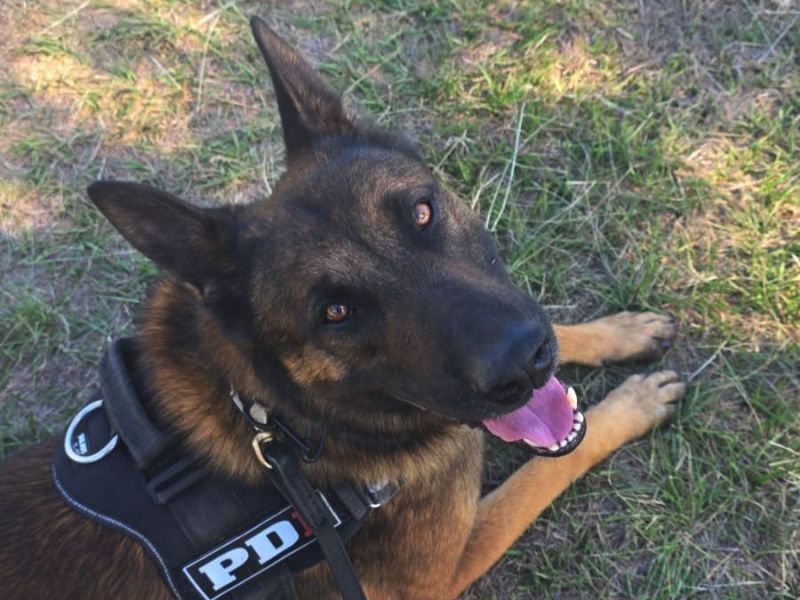 Perros de la PDI se consagraron campeón y subcampeón argentinos en el Campeonato Argentino de Perros de Utilidad y Servicios 2025