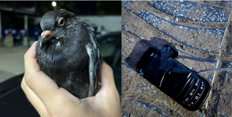 Interceptan una paloma con un celular en las inmediaciones de la cárcel de Coronda