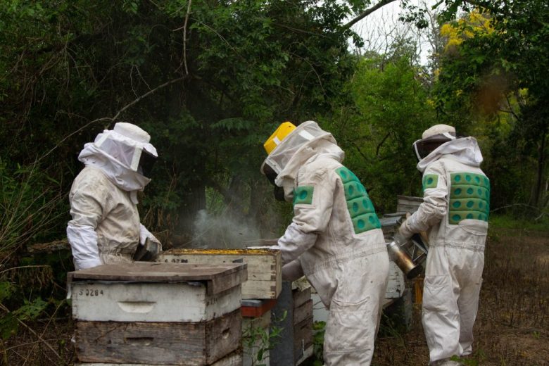 Santa Fe avanza con la cosecha de miel bajo estrictos protocolos de calidad