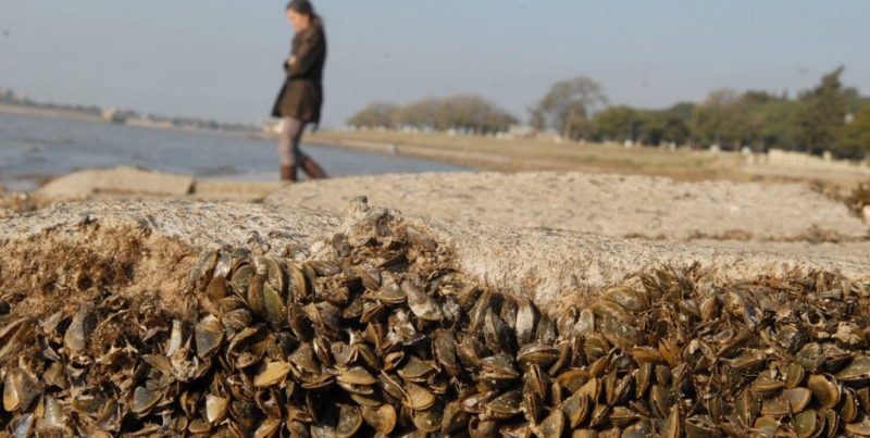 Alerta en Santa Fe: especies invasoras amenazan la biodiversidad del río Paraná
