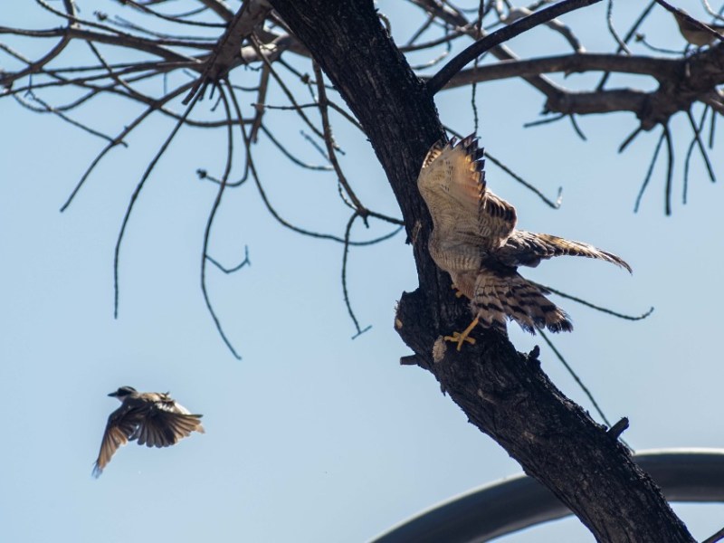 Plaga urbana: el debate por el control de palomas en Rosario se reavivó con la presencia de un gavilán en el centro
