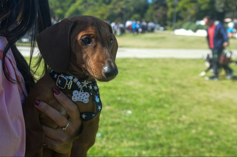 Continúan los operativos de salud animal en vecinales