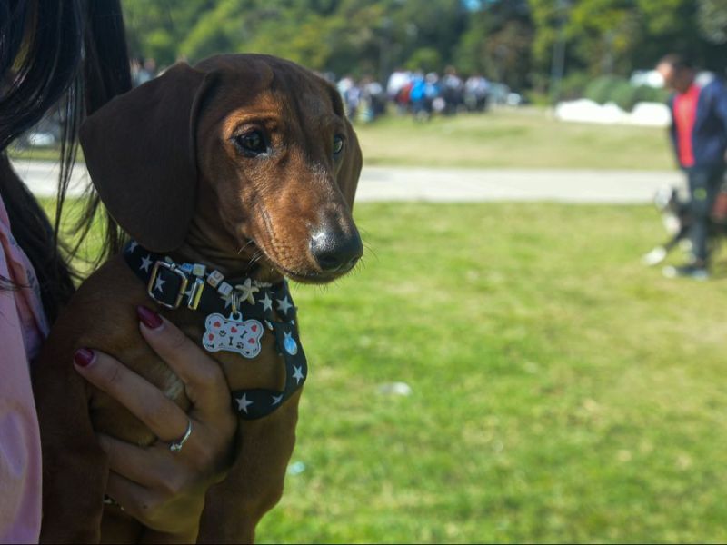 Continúan los operativos de salud animal en vecinales