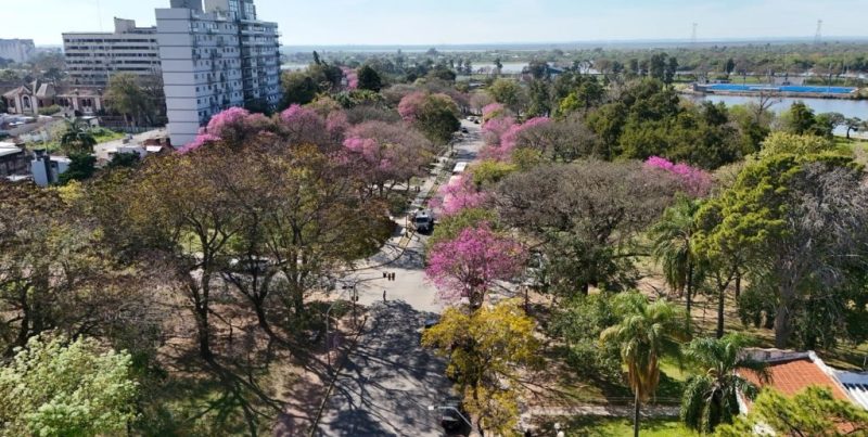 Proyectan plantar un millón de árboles en una década dentro del territorio santafesino