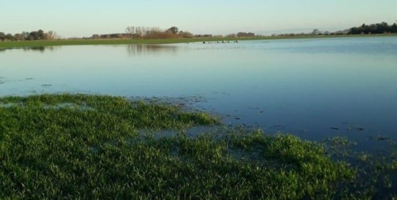 Sequía: el Gobierno Nacional declaró la emergencia agropecuaria en tres provincias