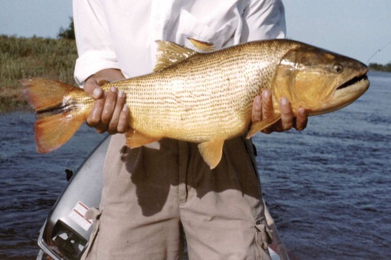 Reducen más del 60% el cupo de extracción de pescado en la provincia