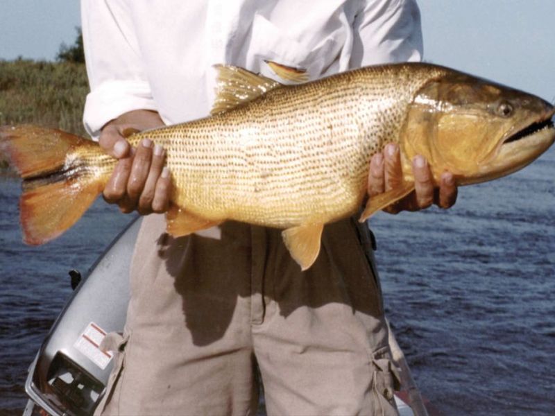 Reducen más del 60% el cupo de extracción de pescado en la provincia