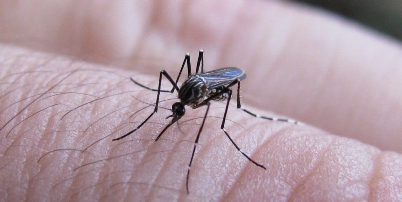 Hallaron el mosquito del dengue en 22 barrios de la capital santafesina