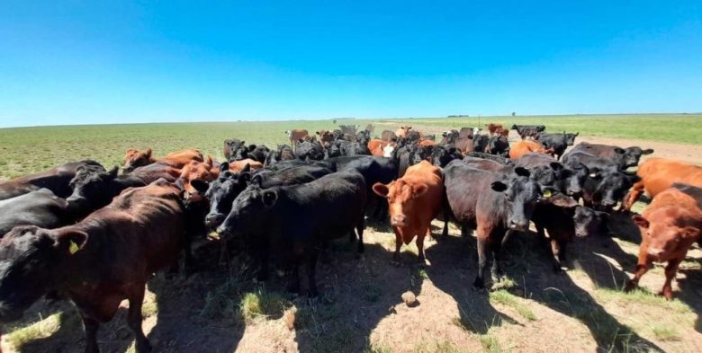 Créditos bancarios en dólares para la ganadería marcan un récord