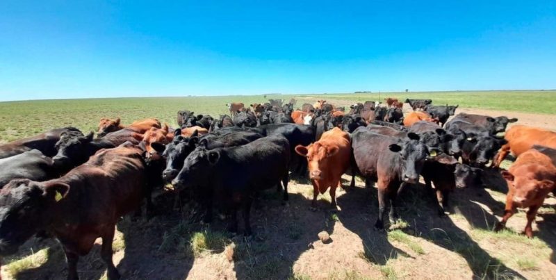 Créditos bancarios en dólares para la ganadería marcan un récord