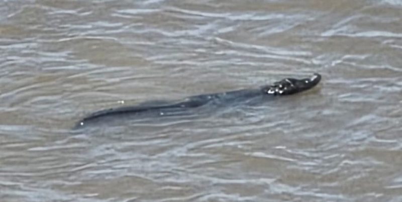 Yacaré en el río Santa Fe: fue avistado cerca de la Costanera del Puerto