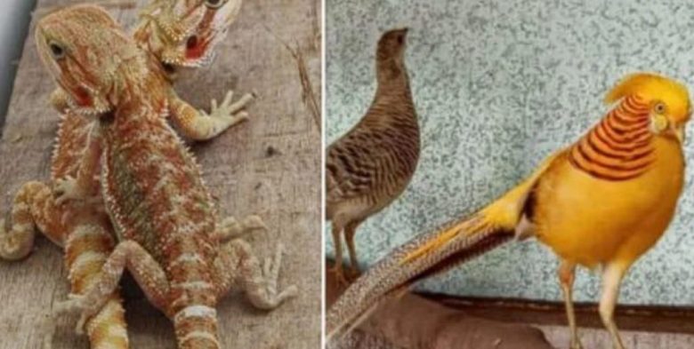 En La Matanza: rescataron más de 200 aves silvestres traficadas por redes sociales