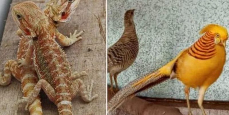 En La Matanza: rescataron más de 200 aves silvestres traficadas por redes sociales