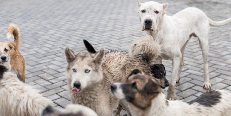 Mar del Plata: una mujer envenenó a 28 mascotas y fue encontrada sin vida