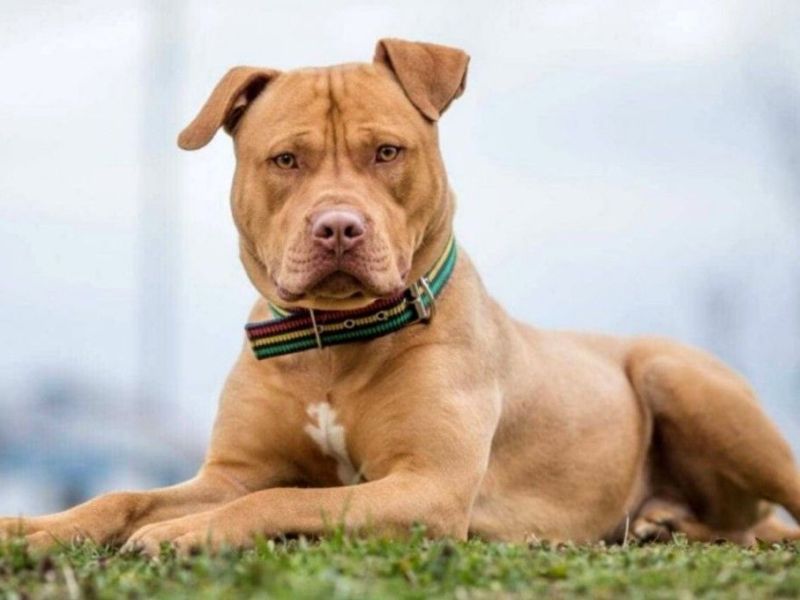 El dueño de un perro que irrumpió de manera agresiva en un local pagará una multa