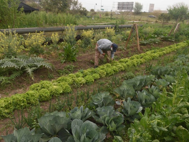 Rosario y casi un cuarto de siglo de agricultura urbana: una política que nació en la crisis y sigue vigente
