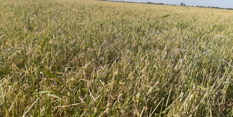 Superficie agrícola asegurada en Argentina se duplicó desde 2003, alcanzó récords y se concentra en granizo