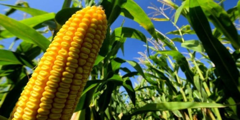 Demora de soja en Brasil impulsa al maíz tardío argentino en el mercado regional