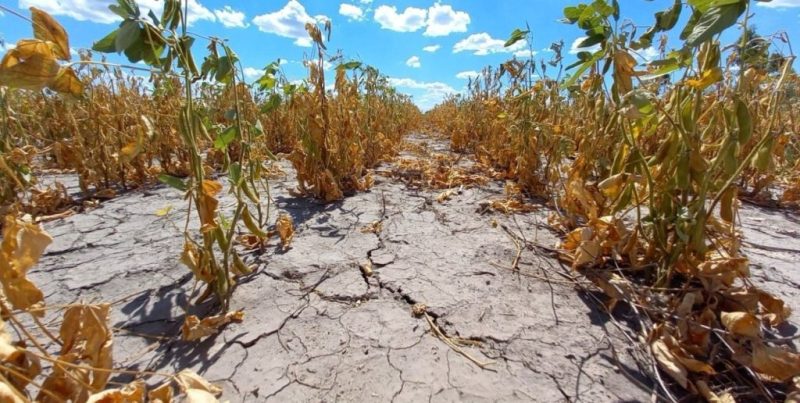 Prorrogan emergencia agropecuaria por sequía para el norte santafesino