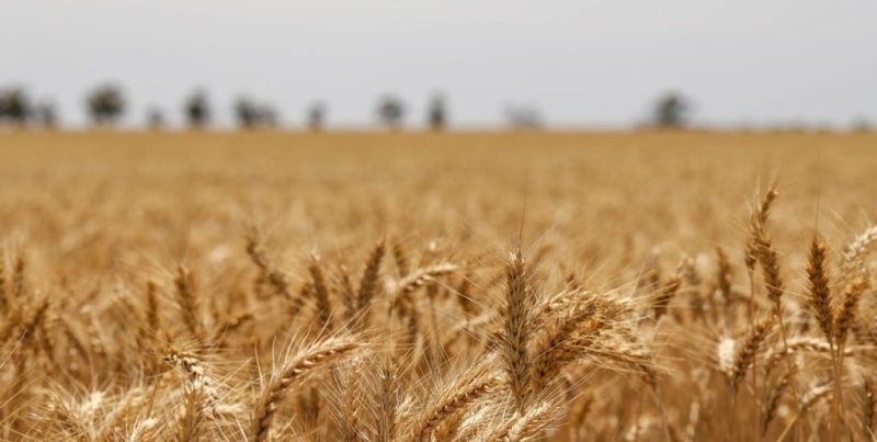 Cosecha de trigo nacional superó previsiones y sumó 700 mil toneladas, con fuerte impacto positivo para el campo santafesino