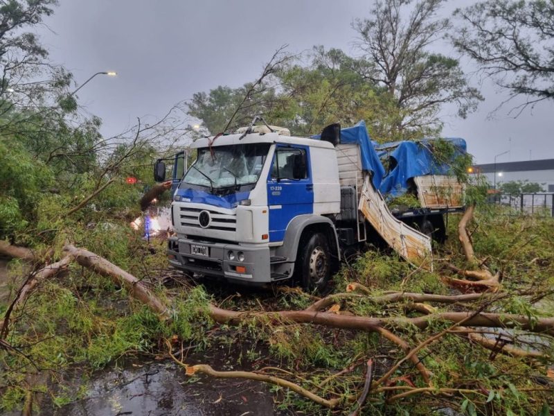 Reconquista: un eucalipto cayó sobre un camión en plena Ruta 11