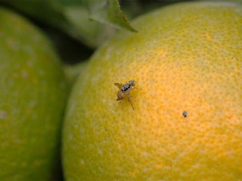 Capacitación sobre el combate de la mosca de los frutos en Concordia