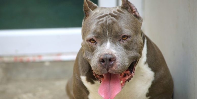 Ataque de pitbull a un niño en el Fonavi San Jerónimo de Santa Fe