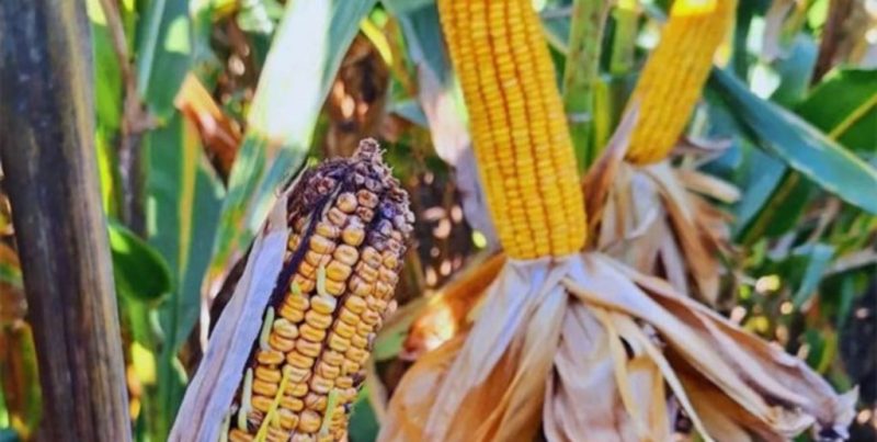 La chicharrita avanza en maíces tardíos del NOA impulsada por el calor