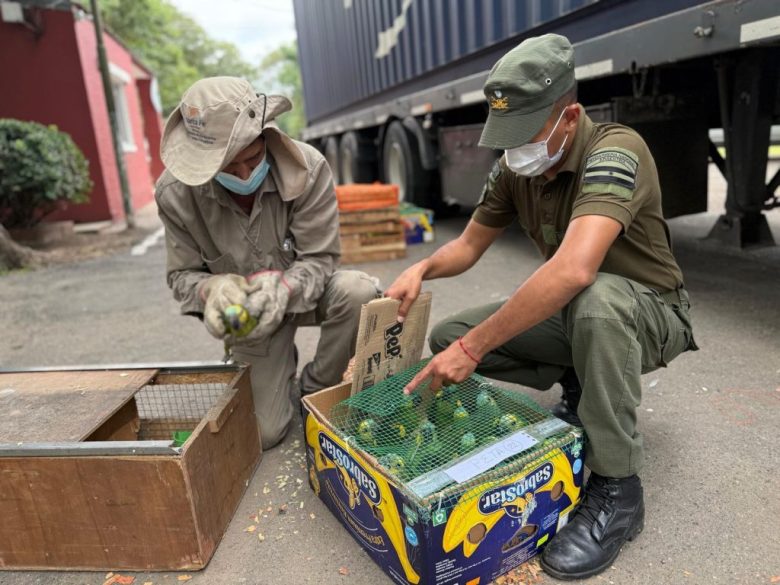 Ambiente: decomisan en Santa Fe más de 500 animales silvestres