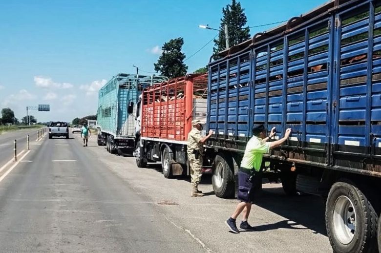 Detectaron garrapatas en un transporte de hacienda y ordenaron el retorno