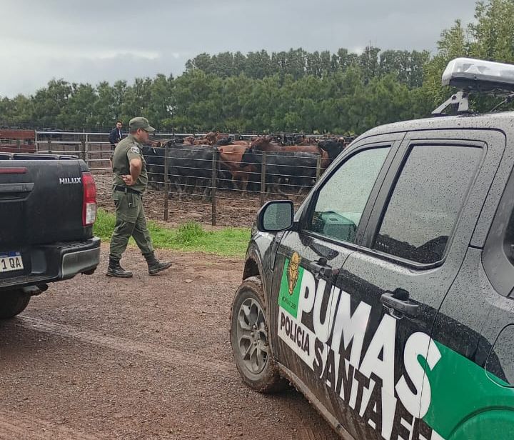 Recuperaron en el sur santafesino 161 animales robados a un influencer del agro