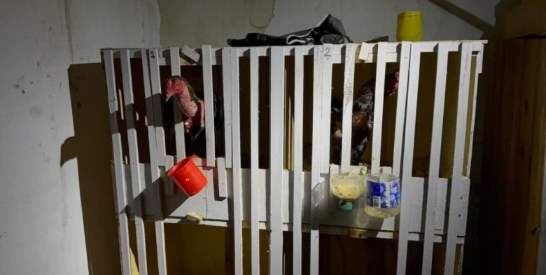 Allanan domicilio en la ciudad de Santa Fe: investigan a un joven por armas, drogas y riña de gallos