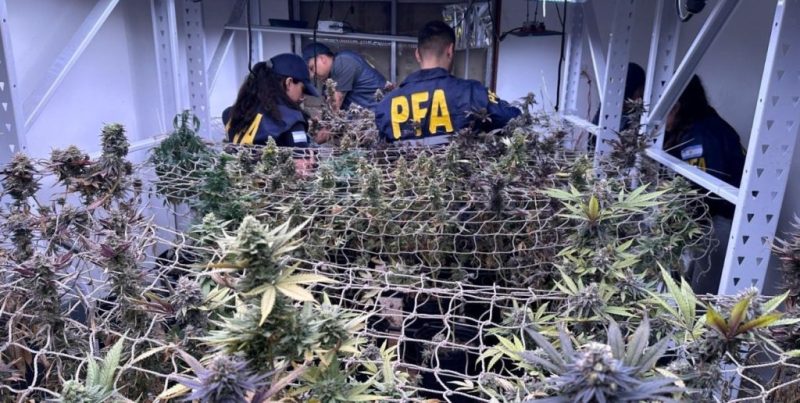 Desbaratan en Rosario un centro de producción y comercialización de marihuana en una vivienda
