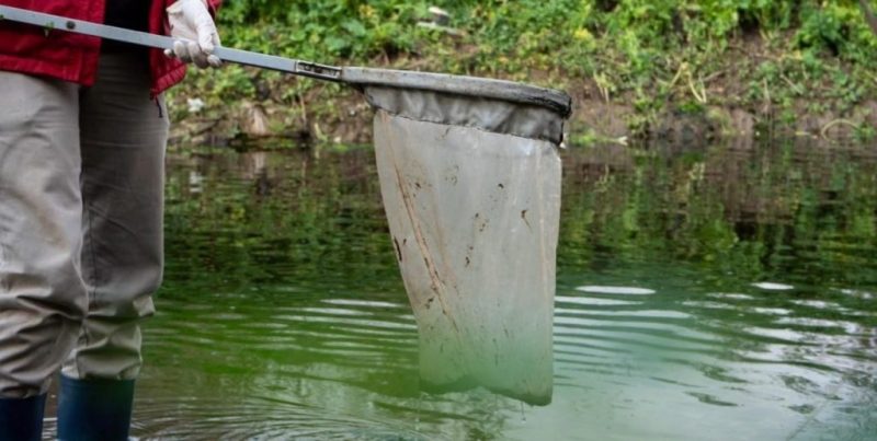 Mortandad de peces en el río Carcarañá: la causa sería las intensas lluvias de febrero