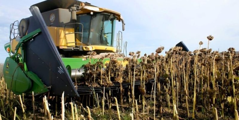 Girasol: récord productivo en el centro-norte santafesino por rindes y protagonismo económico