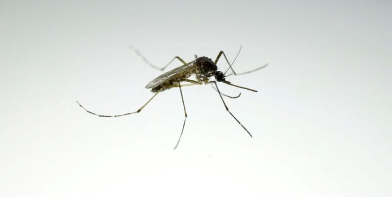 Dengue en Santa Fe: confirman un caso en el departamento San Cristóbal entre los 36 registrados a nivel nacional
