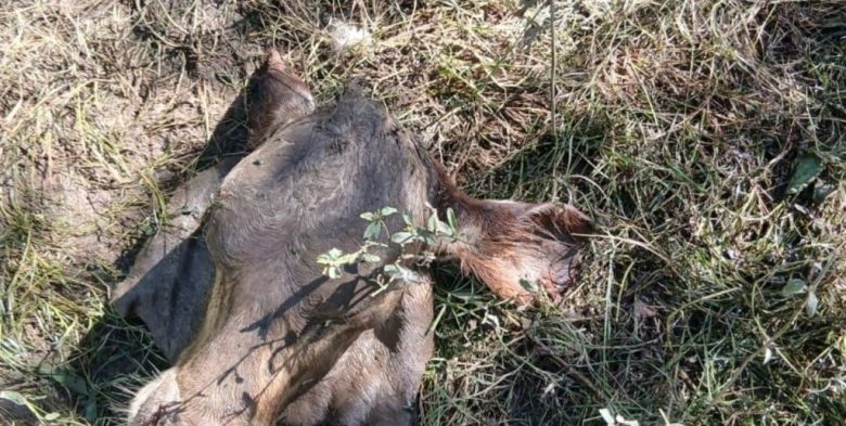 Se agrava el abigeato en San Javier: Productores exigen respuestas