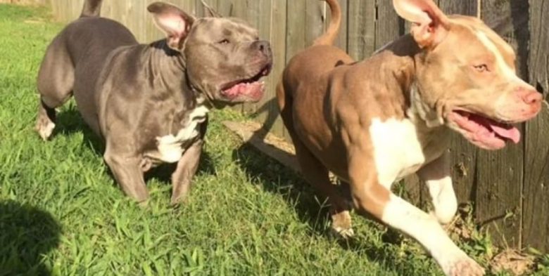 Santa Fe: dos pitbulls mataron a un caniche frente a su dueña