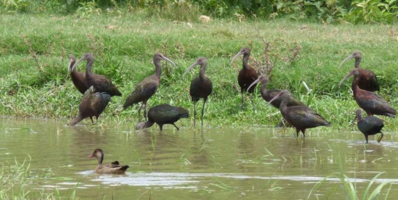 Especialistas identifican las llamativas aves que llegaron a parques y plazas de Santa Fe ciudad