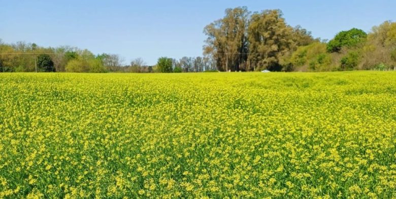 Asoma la «camelina»: campos amarillos en invierno podrían prometer más dólares para Santa Fe