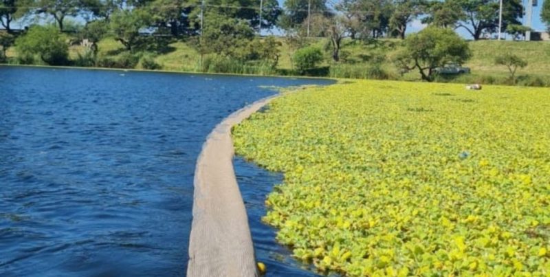 Colocan malla para contener repollitos de agua en el lago del Parque Sur de Santa Fe
