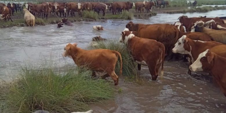 Norte santafesino: urgente reclamo de emergencia hídrica y agropecuaria por lluvias