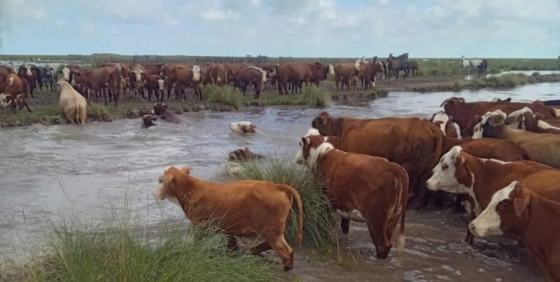 Alerta en el norte de Santa Fe: el temporal pone en riesgo 700.000 cabezas de ganado