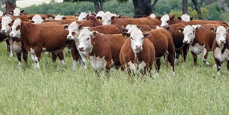 AgroActiva en Armstrong: la ganadería argentina busca un salto genético y comercial