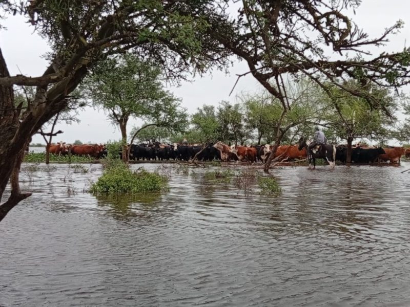 Crisis hídrica en el norte: a caballo y con salvavidas los gauchos trasladan hacienda mientras se agrava el impacto social