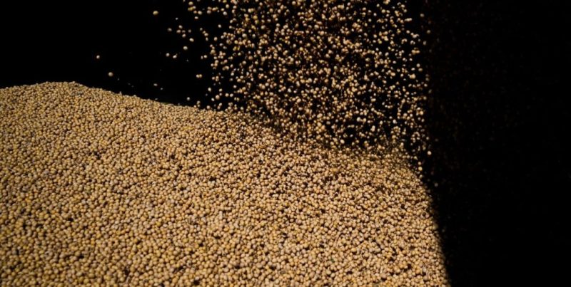 Soja: Bolsa de Cereales sube producción a 48,6 MT por rindes; superficie cae y cosecha se demora