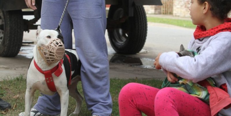 Santa Fe: La veterinaria Alicia Lavernia desmitifica, «no hay razas de perros peligrosas, sino individuos que pueden serlo»