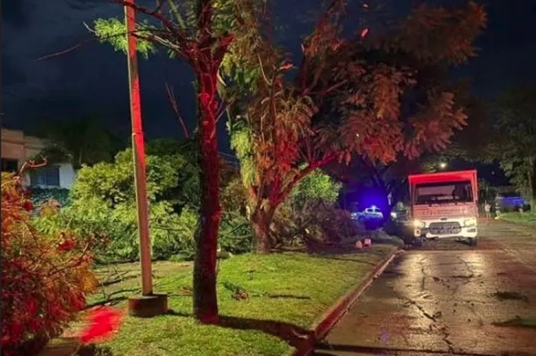 Caída de árboles y daños en techos dejó el temporal en Nogoyá