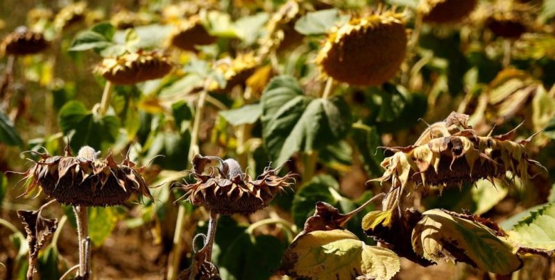 Récord de girasol en Argentina: 6,6 millones de toneladas impulsan flujos al Gran Rosario