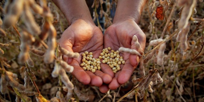 Cosecha de soja: avance nacional roza el 58 % con rindes superiores a promedios históricos